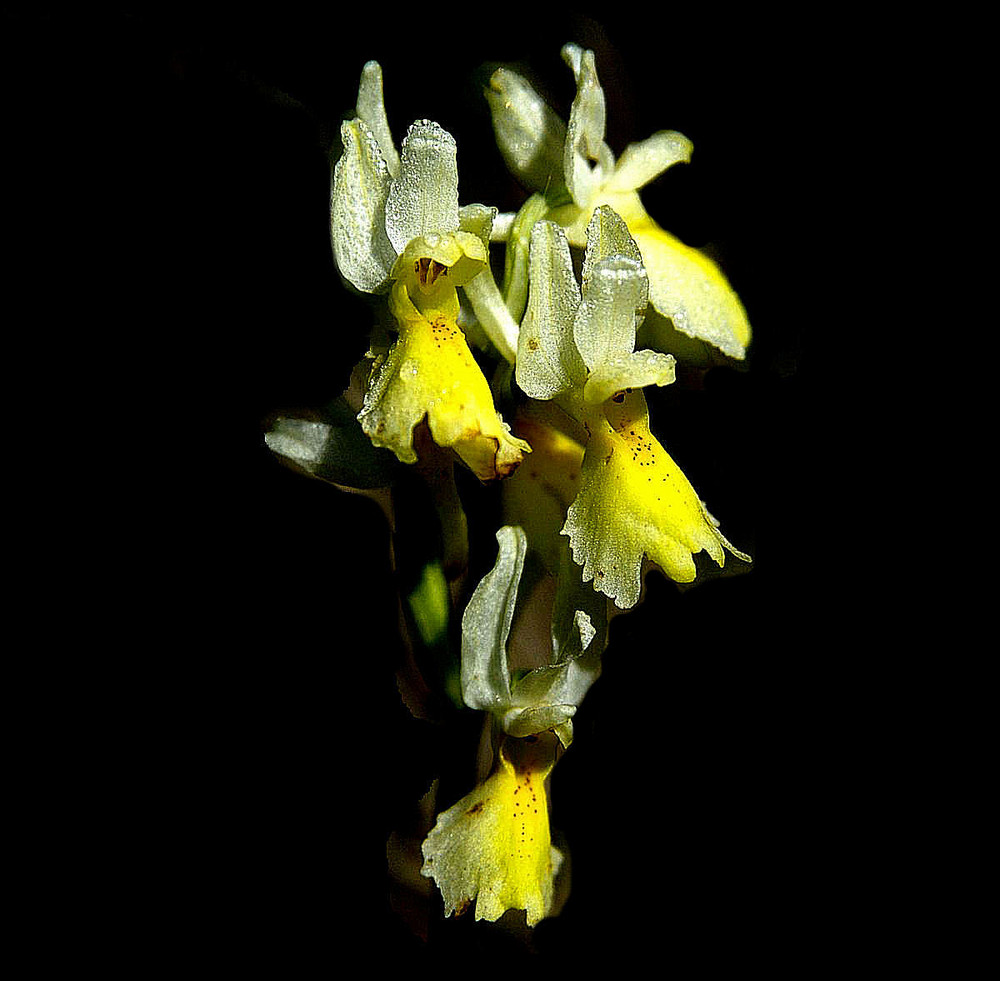 Orchidea spontanea