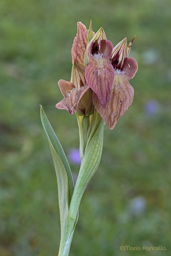 Orchidea spontanea(Serapias neglecta)