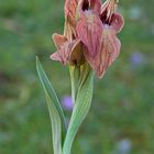 Orchidea spontanea(Serapias neglecta)