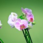 Orchidea uno