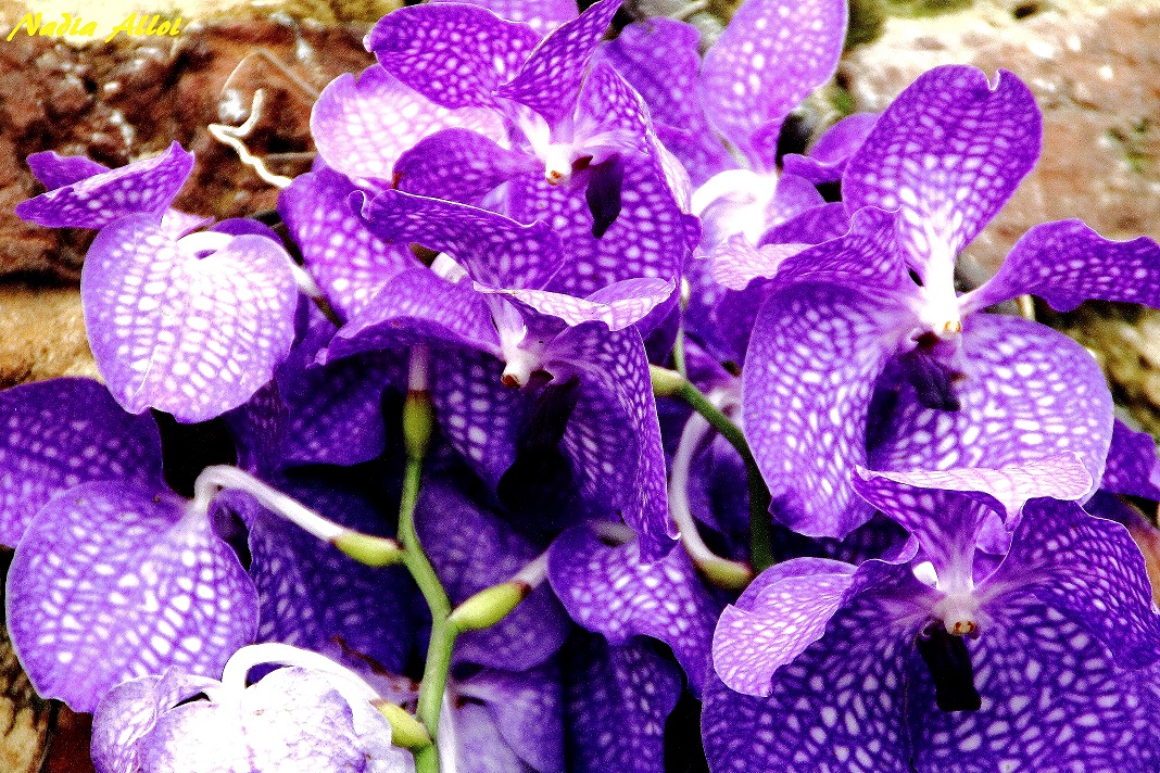 Orchidea Vanda