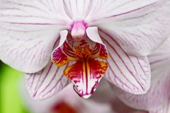 orchidea variegata