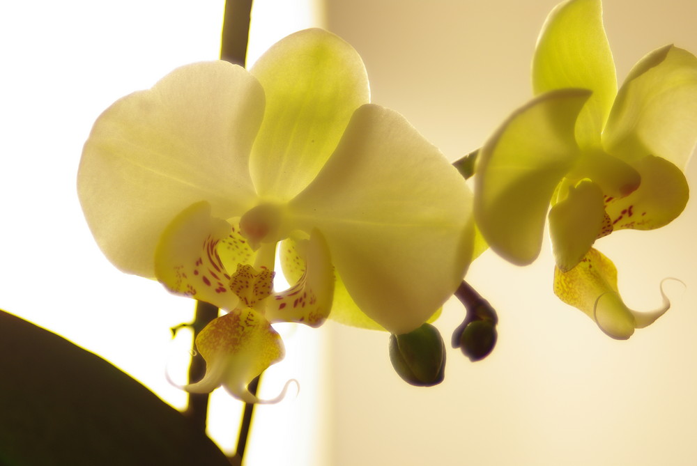 orchidea1