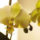 orchidea1