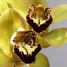 Orchidea2