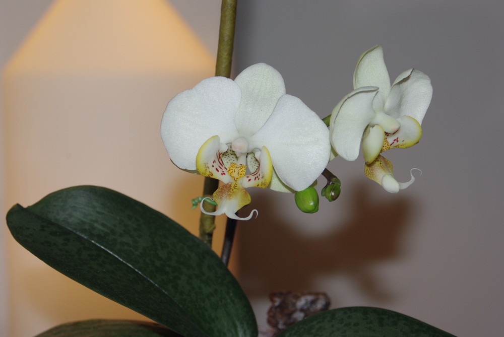 orchidea2