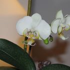 orchidea2