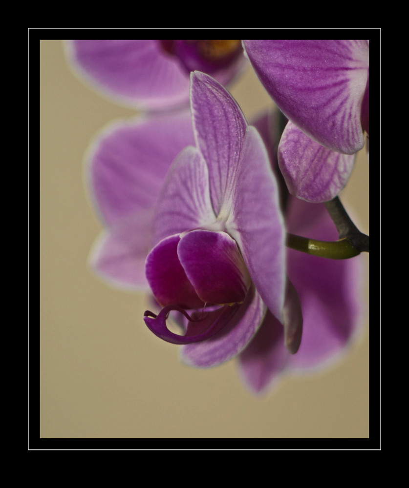 Orchideae