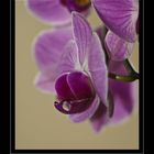 Orchideae