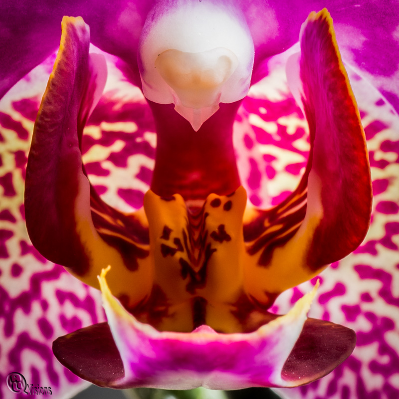 Orchideale Symmetrie