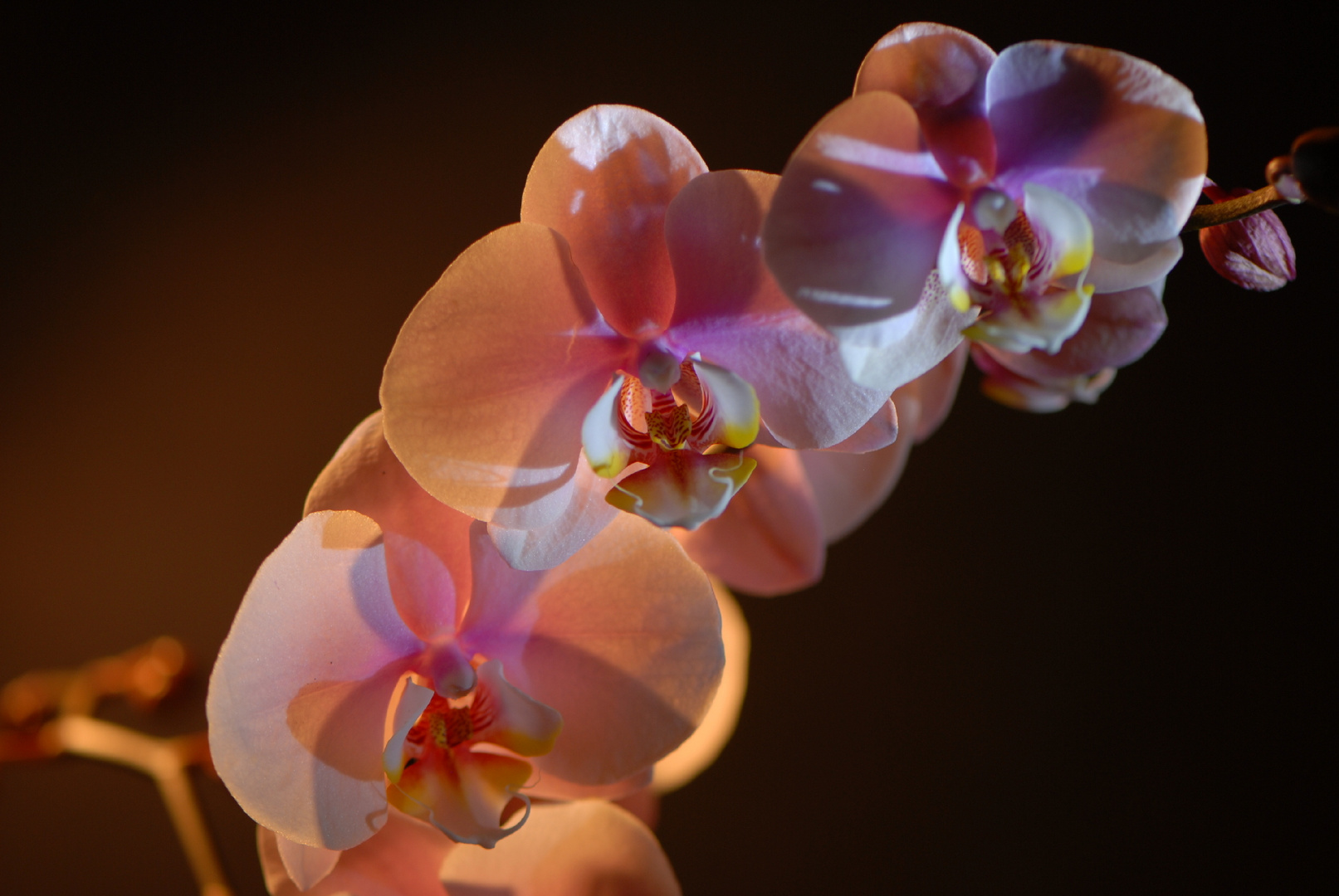 Orchidee 001