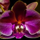 Orchidee 001