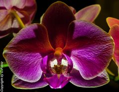 Orchidee 001