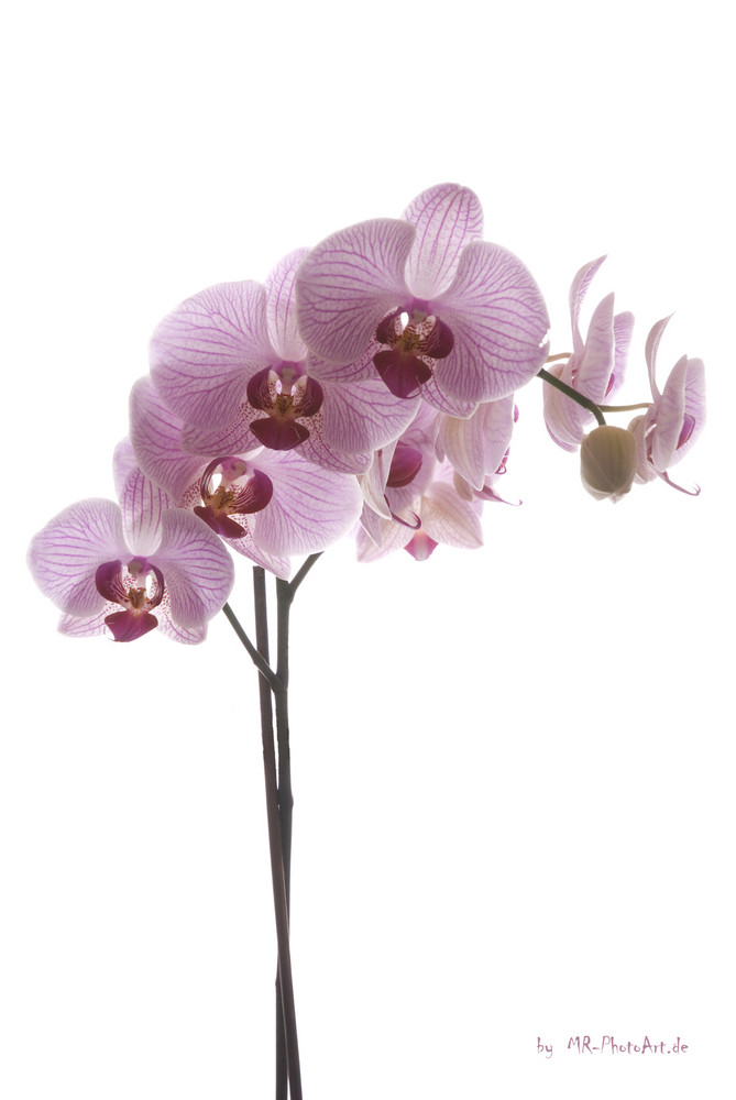 Orchidee 001