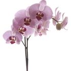 Orchidee 001