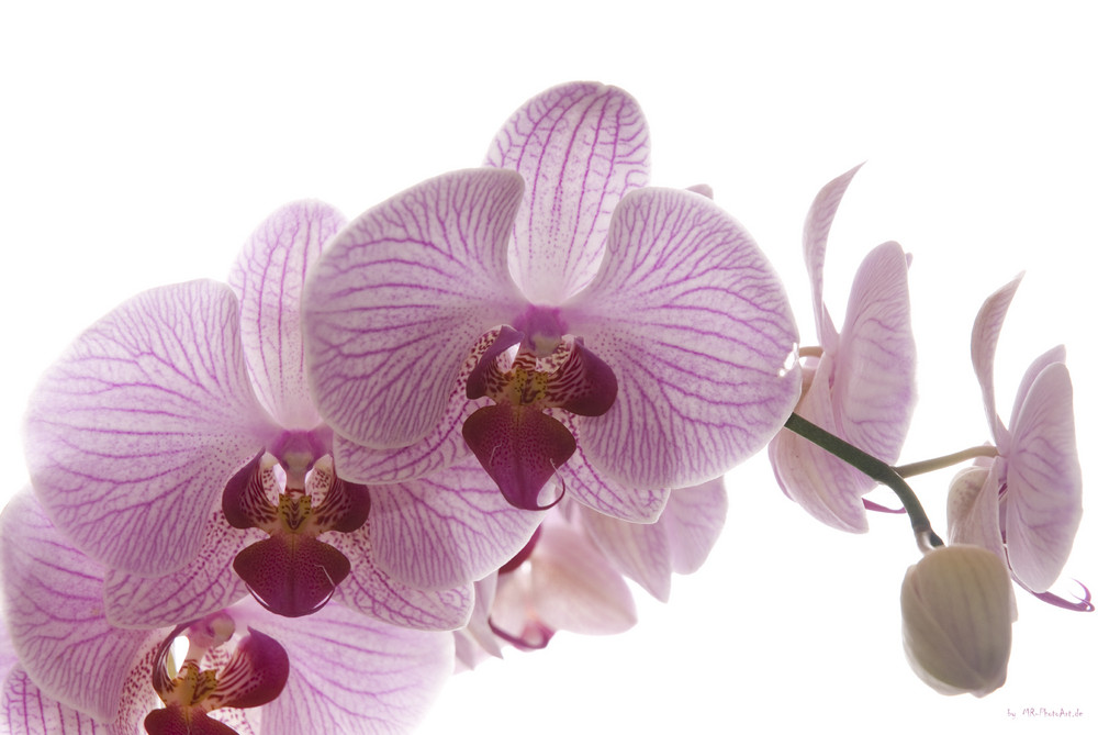 Orchidee 002