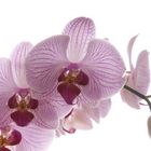 Orchidee 002