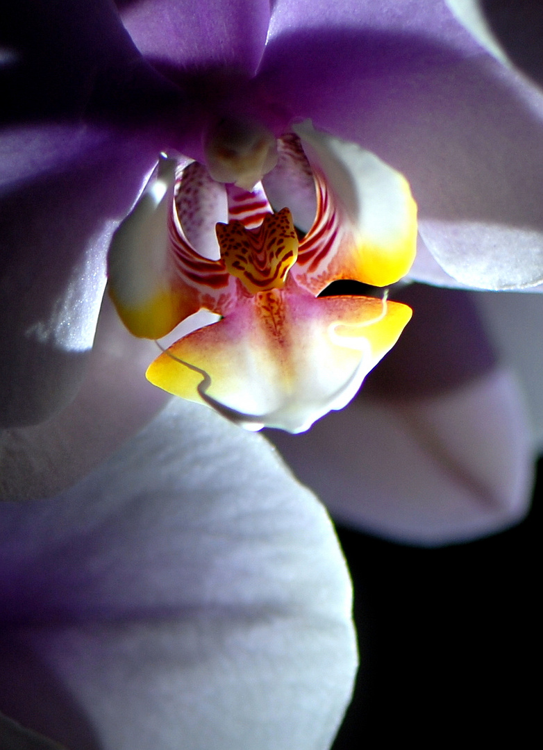 Orchidee 002