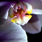 Orchidee 002