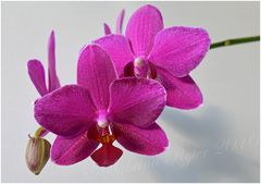 Orchidee...