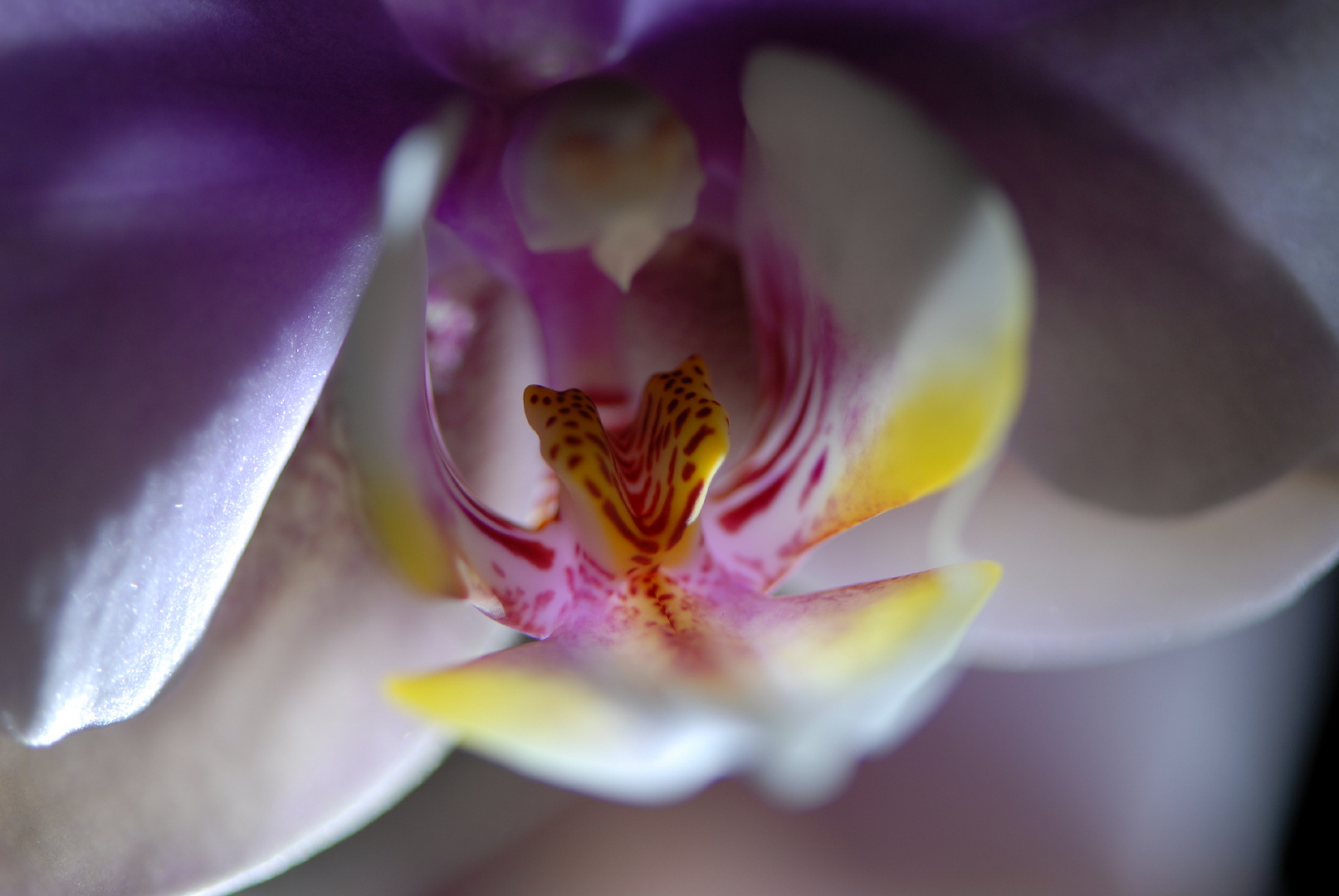 Orchidee 003