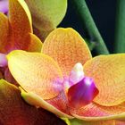 Orchidee 003