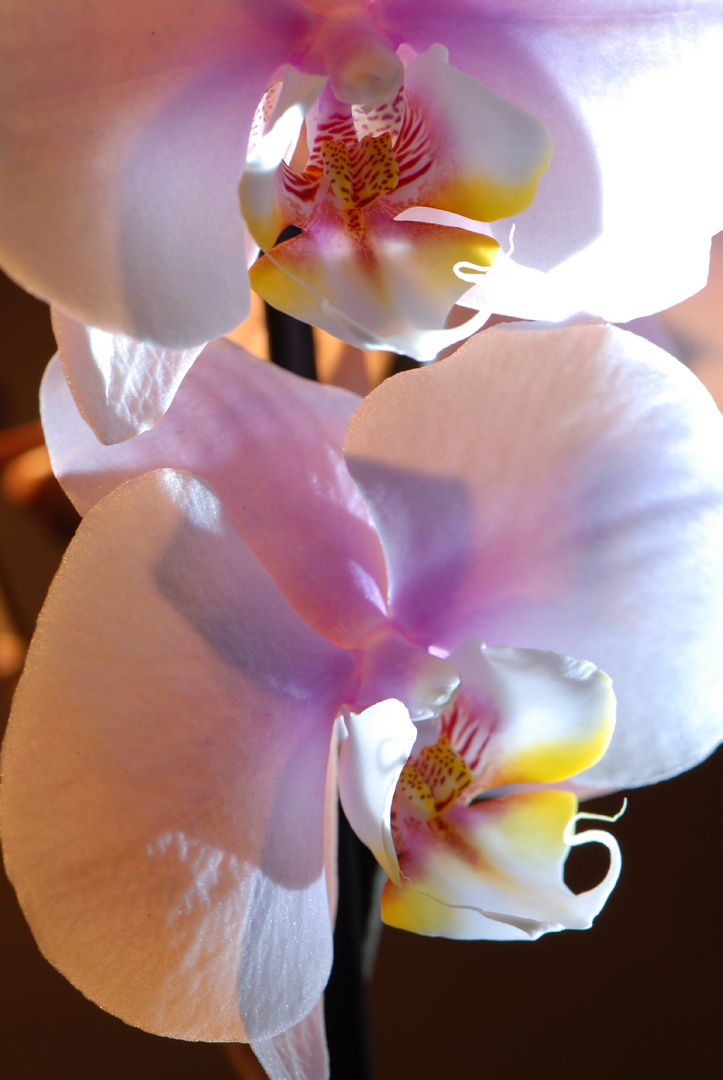 Orchidee 004