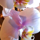 Orchidee 004