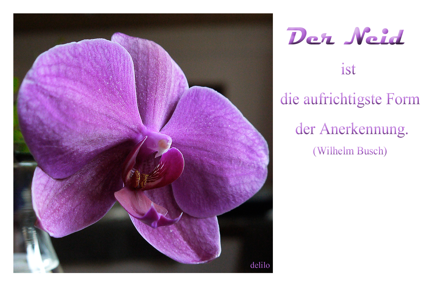 Orchidee