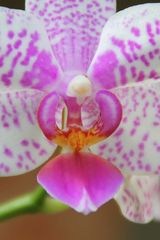 Orchidee