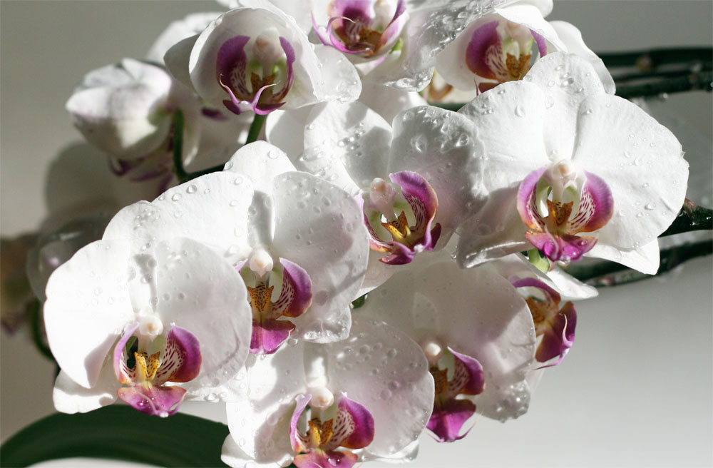 Orchidee 01