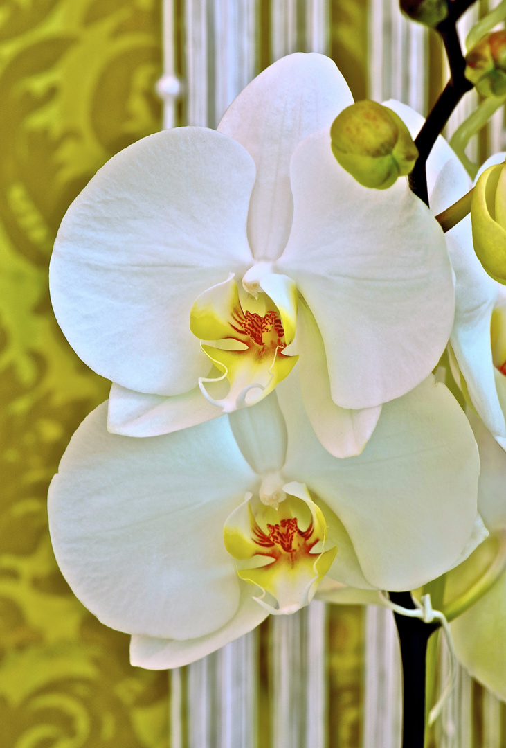 Orchidee #01