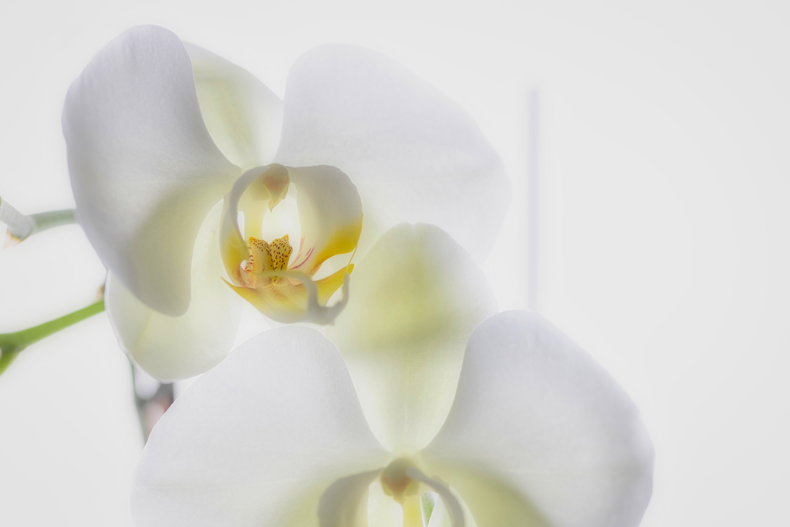 Orchidee-01