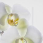 Orchidee-01