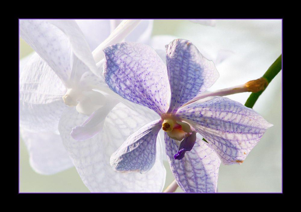 Orchidee #01...