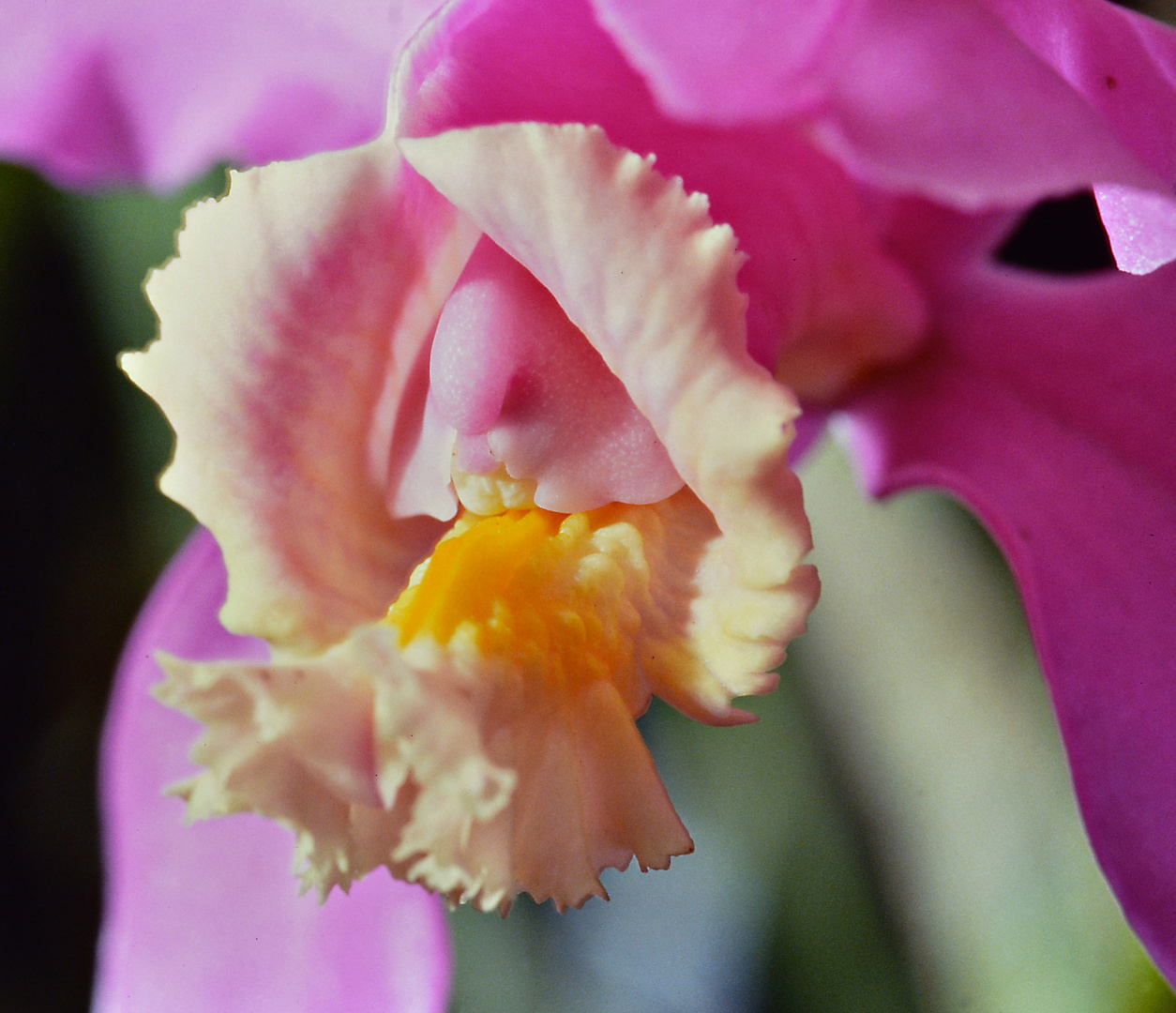 Orchidee 01