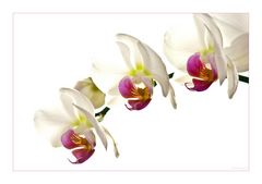 Orchidee 01