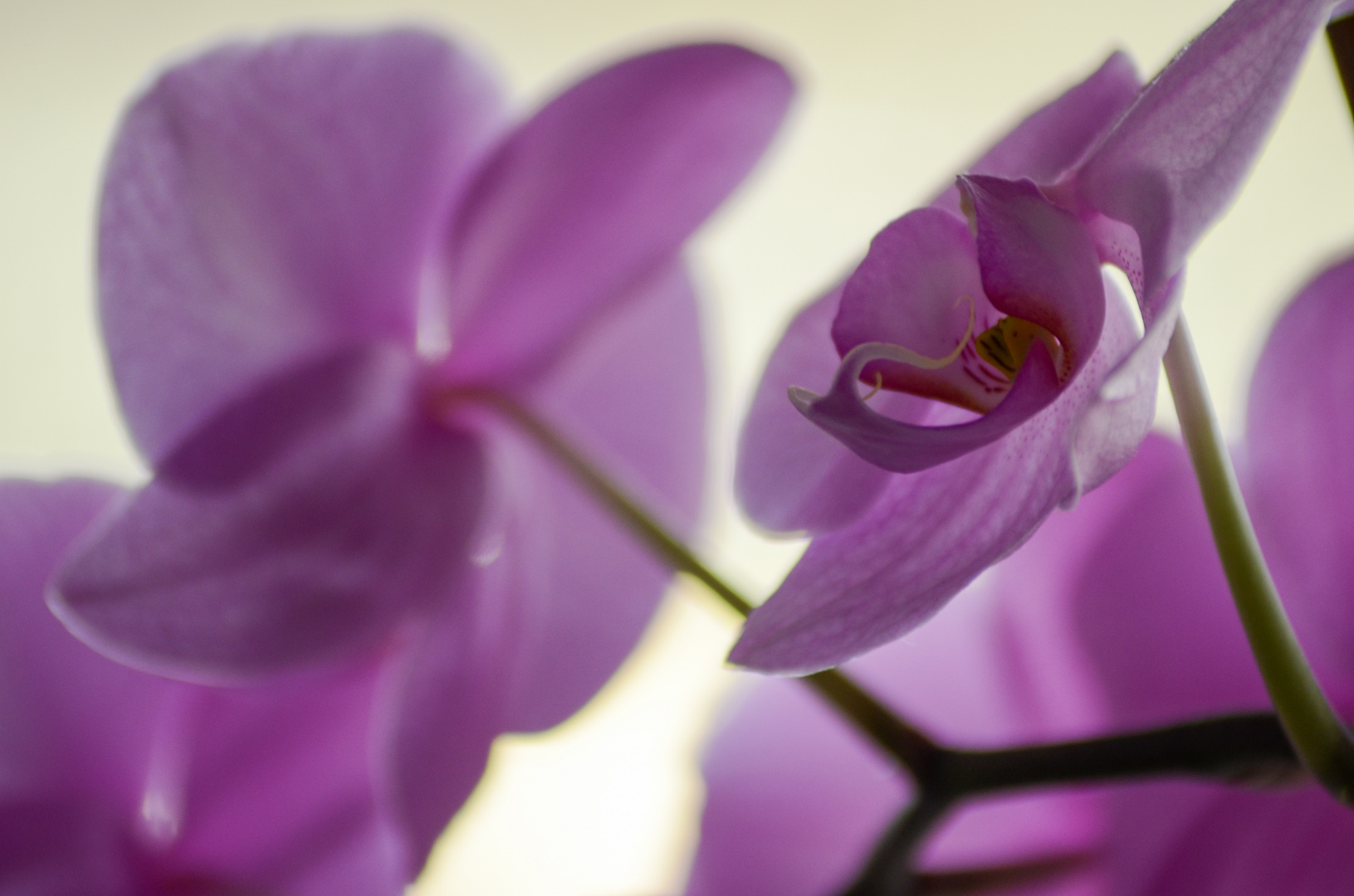 Orchidee 01.02.20