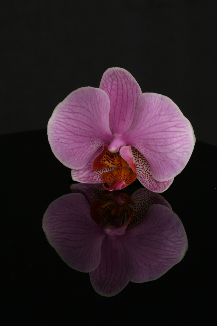 Orchidee