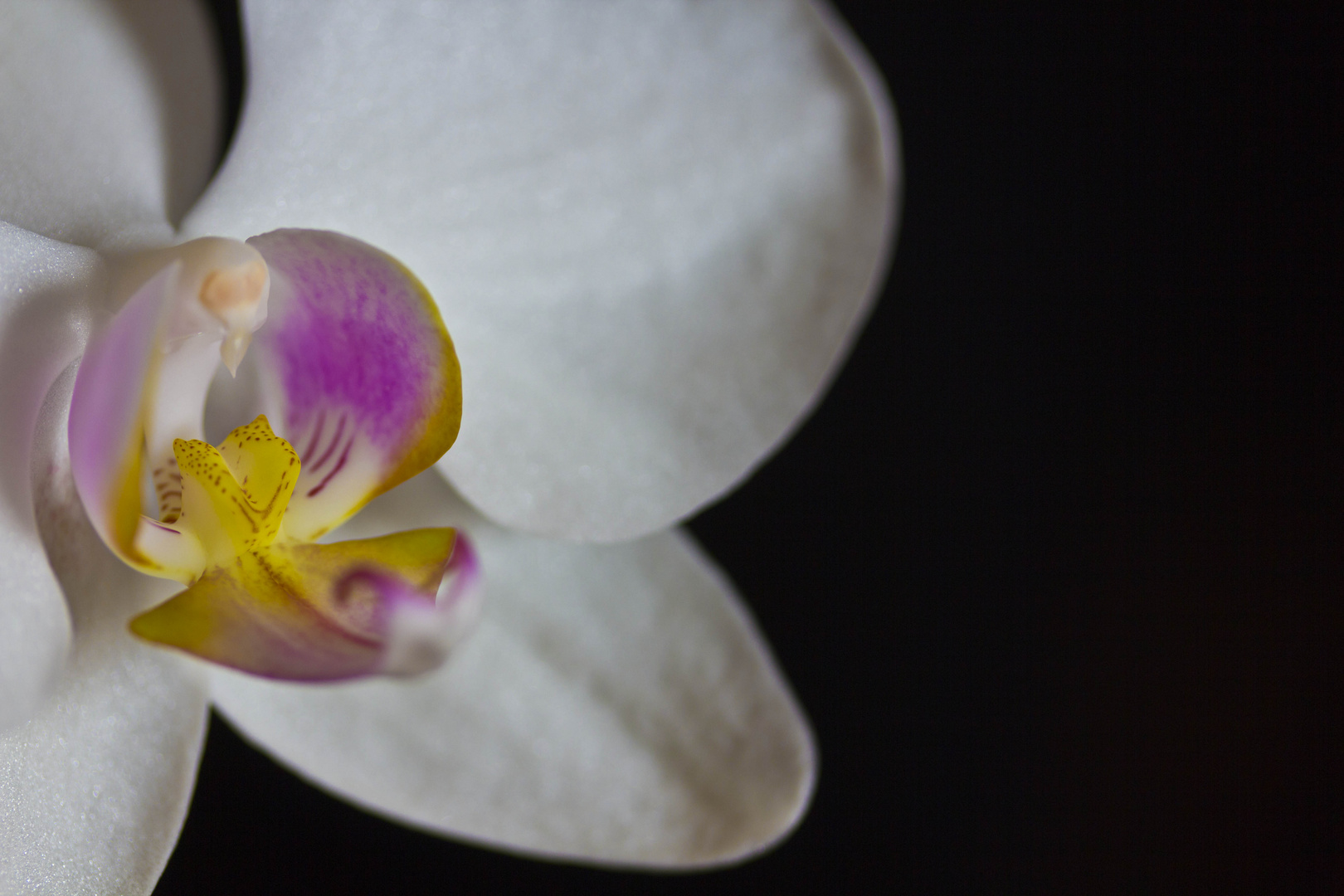 Orchidee