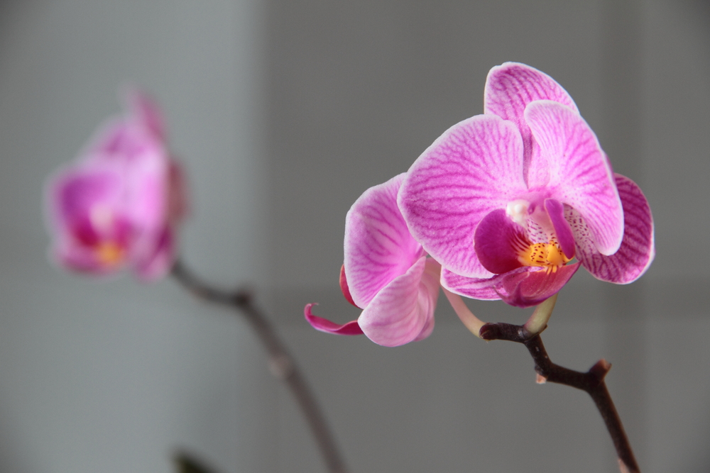 Orchidee