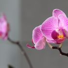 Orchidee