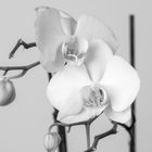 Orchidee 02
