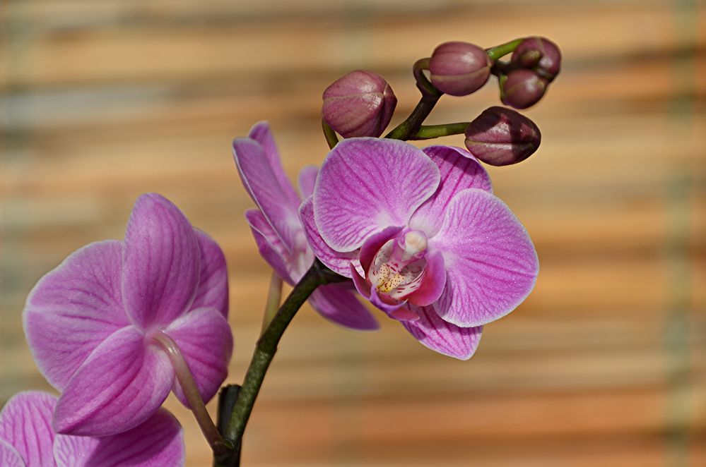 Orchidee 02