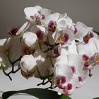 Orchidee 02