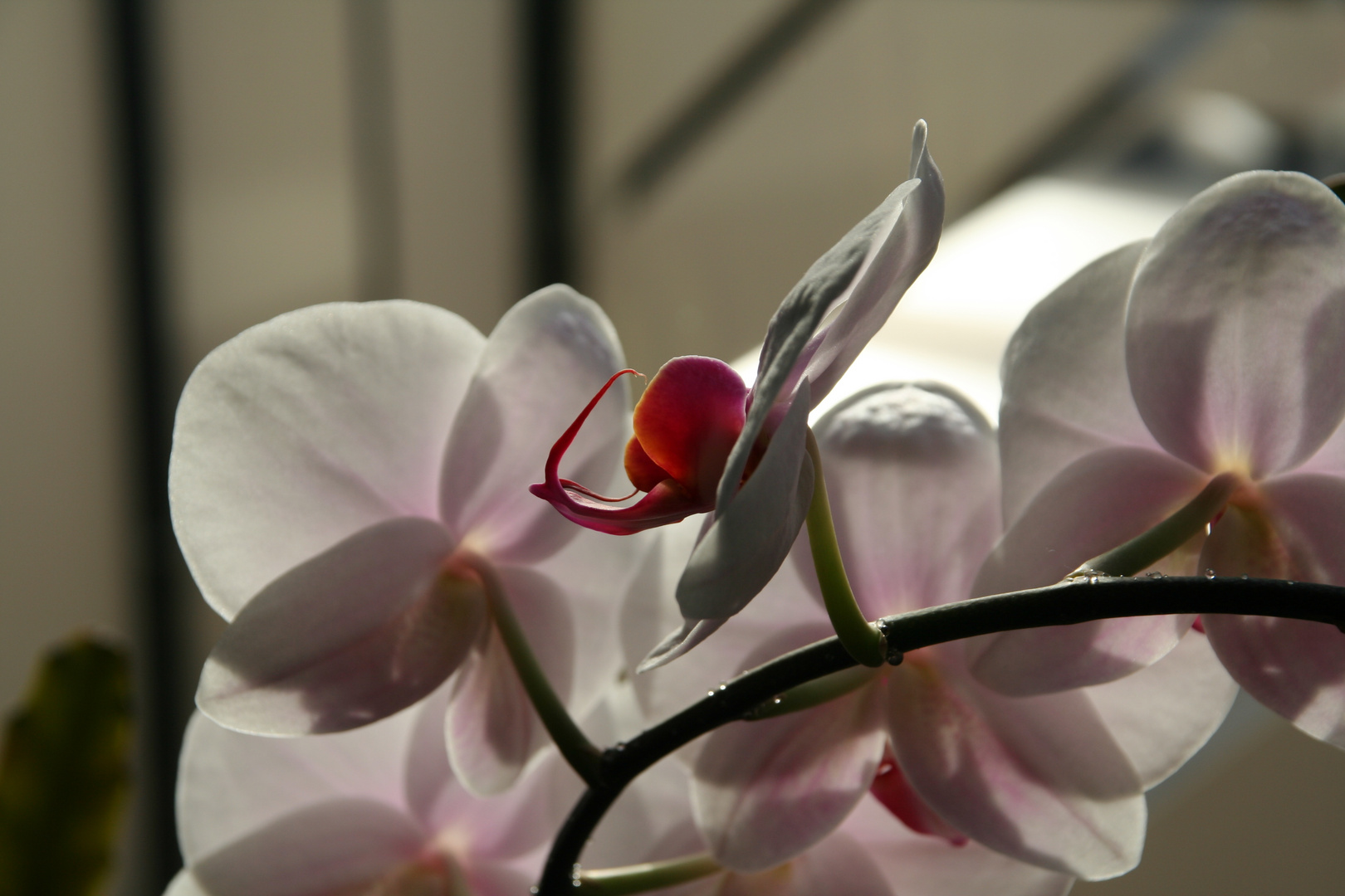 Orchidee