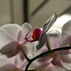 Orchidee