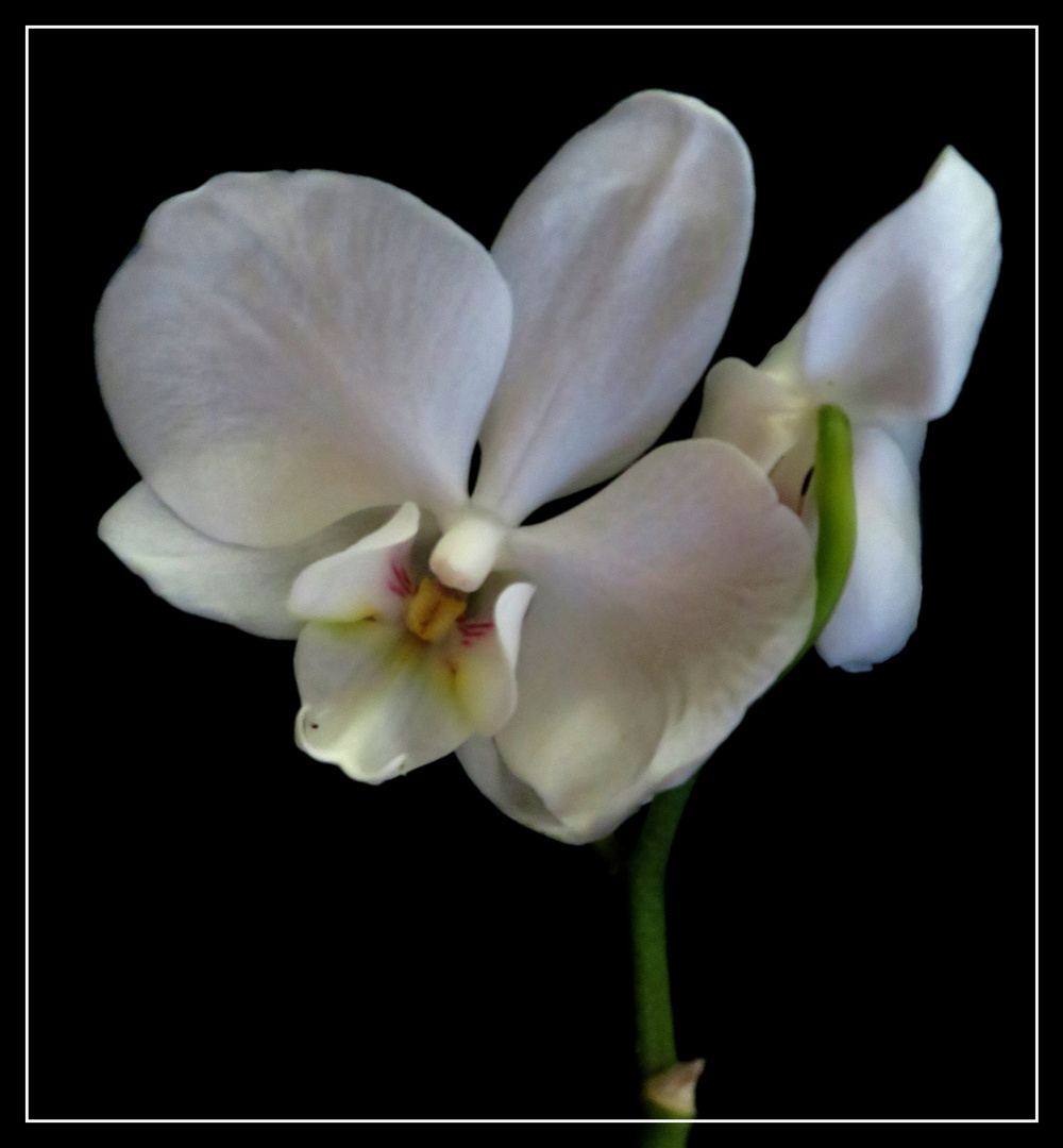 Orchidee