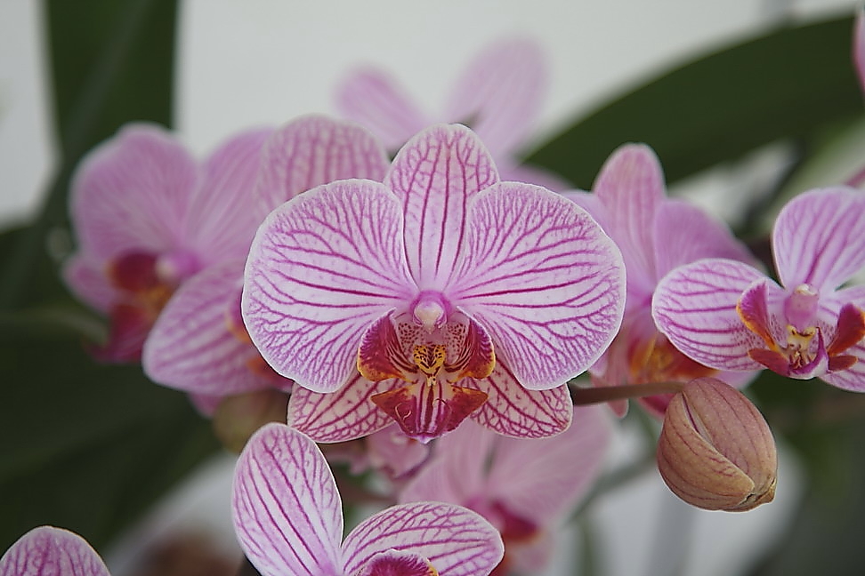 orchidee