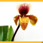 Orchidee